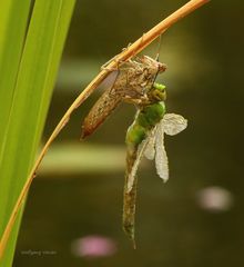 Königslibelle während des Schlüpfens