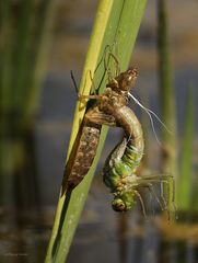 Königslibelle während des Schlüpfens