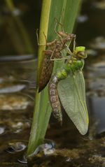 Königslibelle während des Schlüpfens