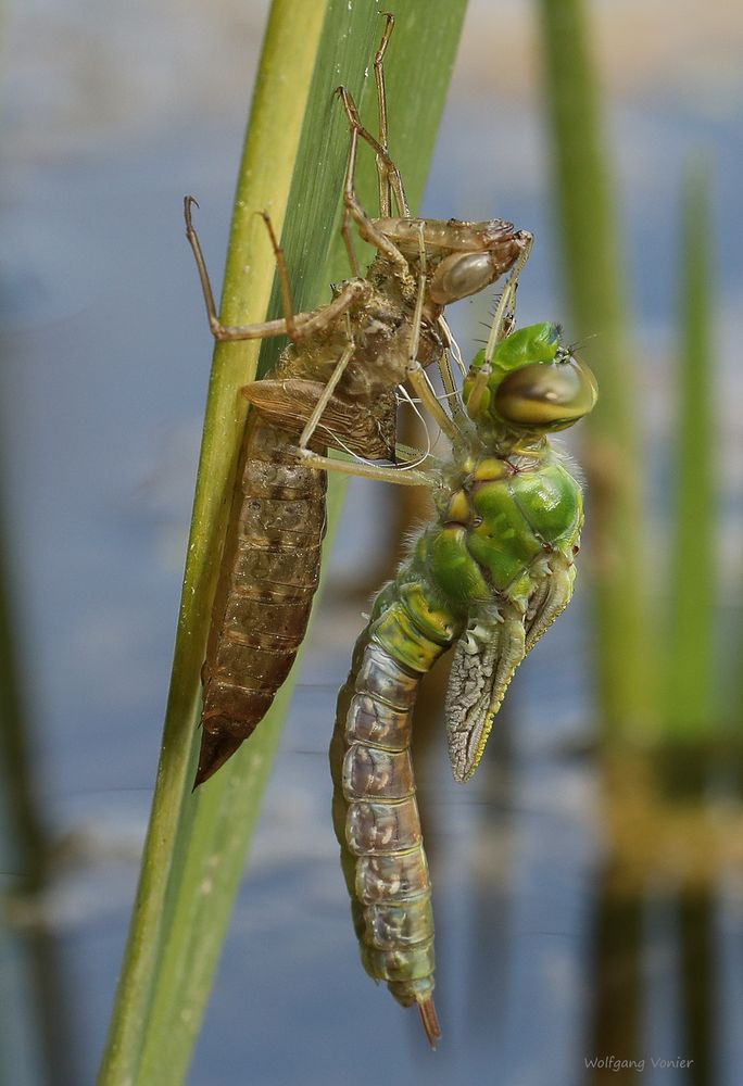 Königslibelle während des Schlüpfens