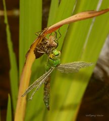 Königslibelle während des Schlüpfens