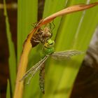 Königslibelle während des Schlüpfens