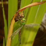 Königslibelle während des Schlüpfens