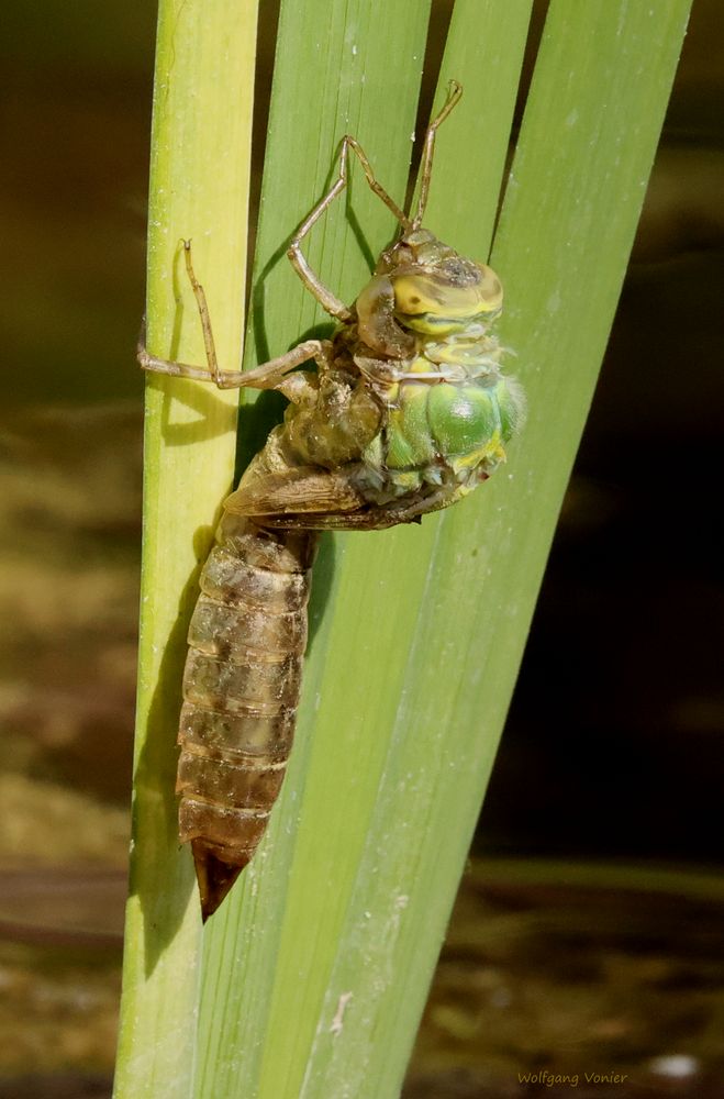 Königslibelle während des Schlüpfens