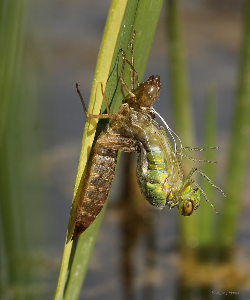 Königslibelle während des Schlüpfens