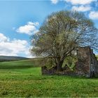 Königsmühle - Die Rückkehr der Natur