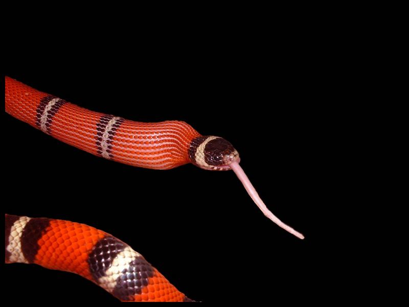 Königsnatter (lampropeltis triangulum sinaloae)