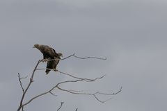 "Königspaar zu Besuch am See..."