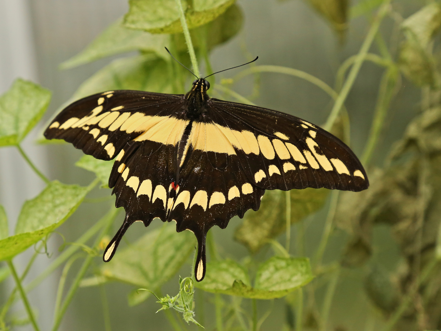 Königspage, Papilio thoas (2014_10_18_EOS 6D_7320_ji)