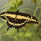 Königspage, Papilio thoas (2014_10_18_EOS 6D_7320_ji)