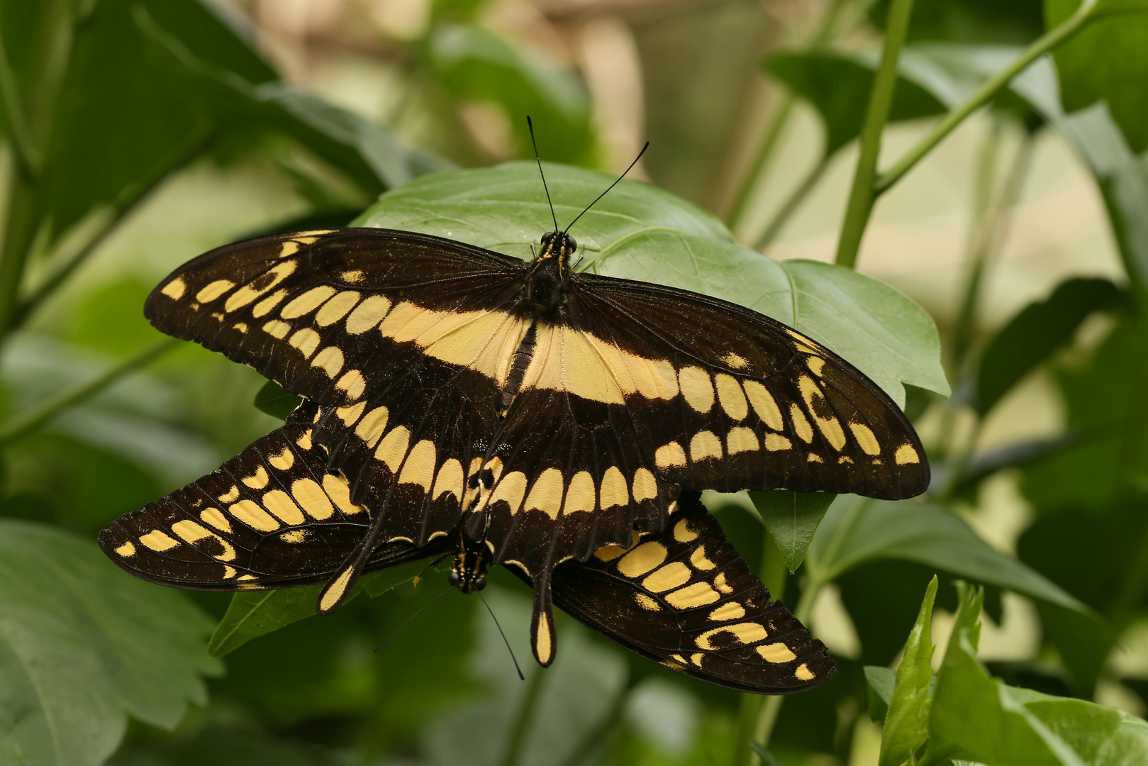 Königspage, Papilio thoas (2017_06_10_EOS 6D_3393_ji)