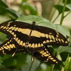 Königspage, Papilio thoas (2017_06_10_EOS 6D_3393_ji)