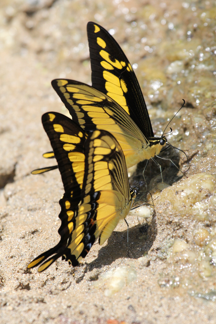Königspagen (Papilio thoas)