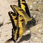 Königspagen (Papilio thoas)