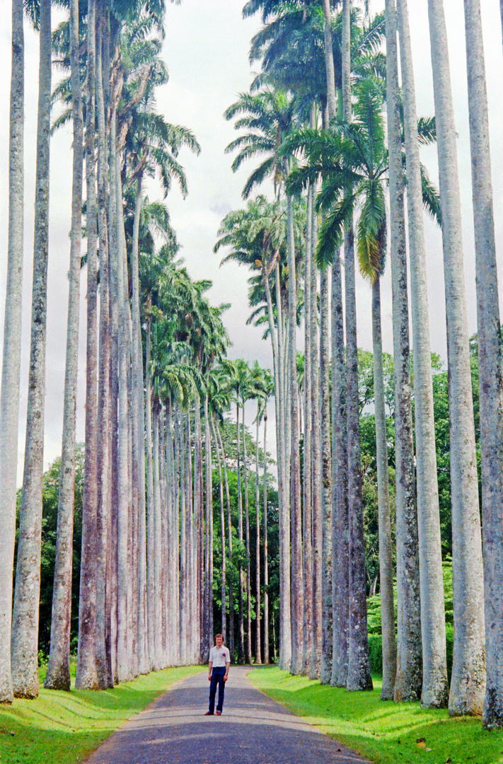 Königspalmen im Botanischen Garten in Kandy