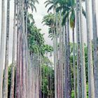 Königspalmen im Botanischen Garten in Kandy