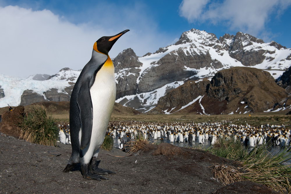 Königspingiune auf South Georgia