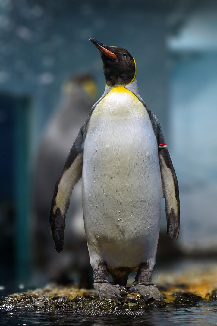 Königspinguin