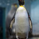 Königspinguin