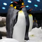 Königspinguin