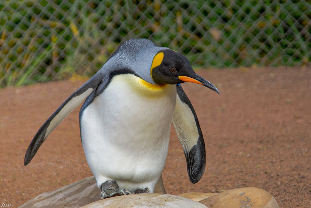 Königspinguin