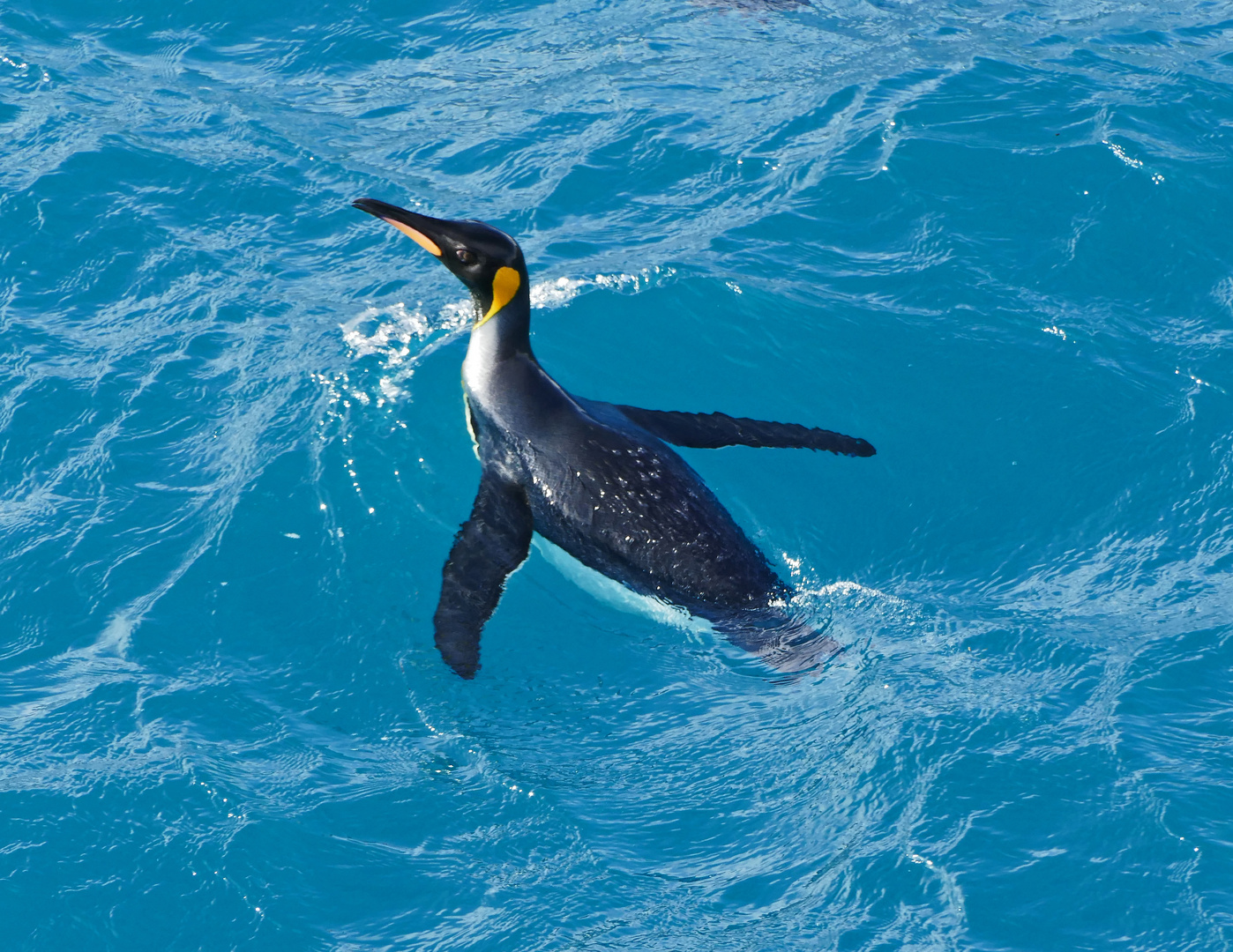 Königspinguin auf Jagd