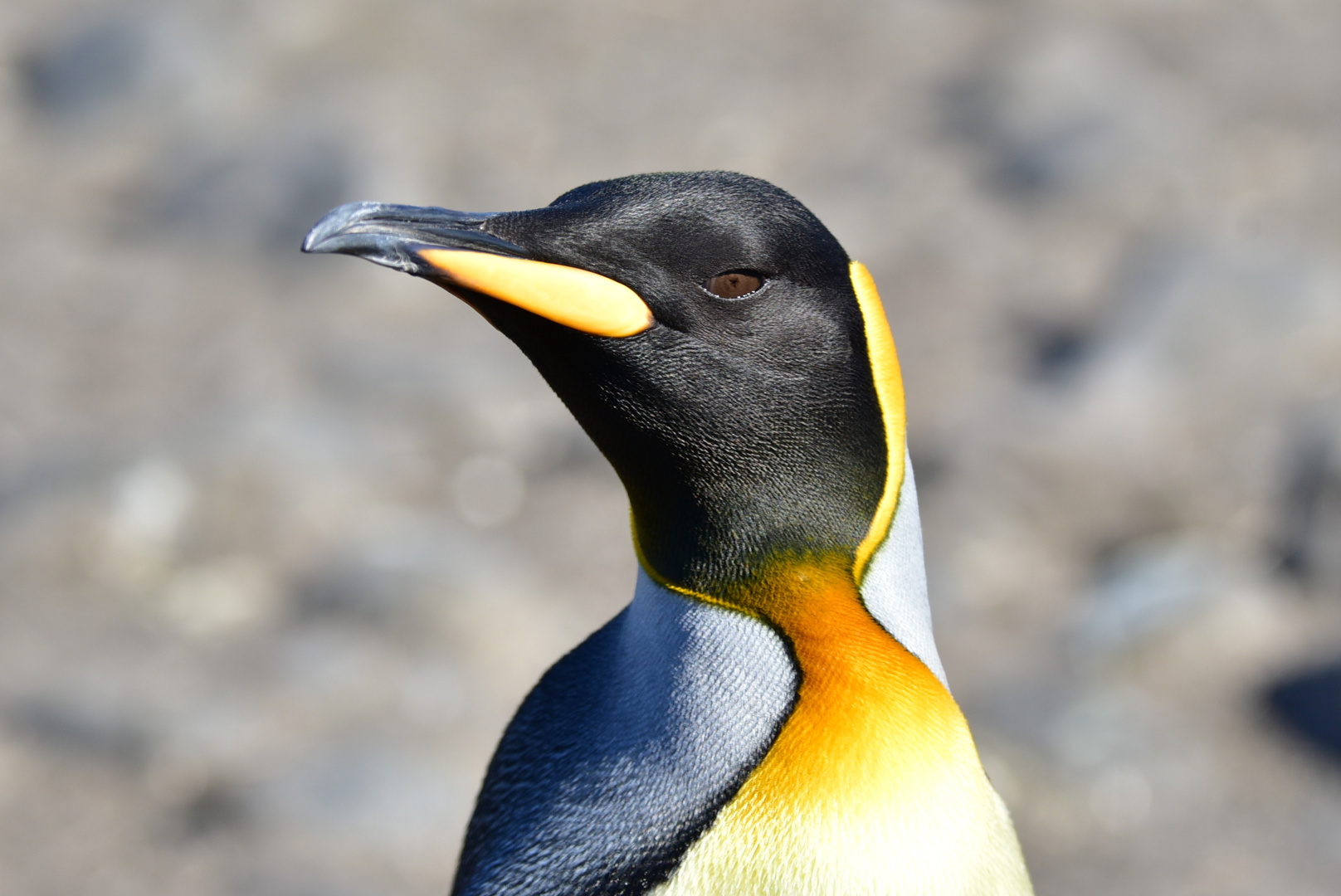 Königspinguin