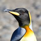 Königspinguin