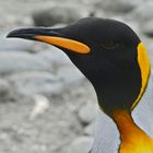 Königspinguin