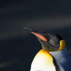 Königspinguin