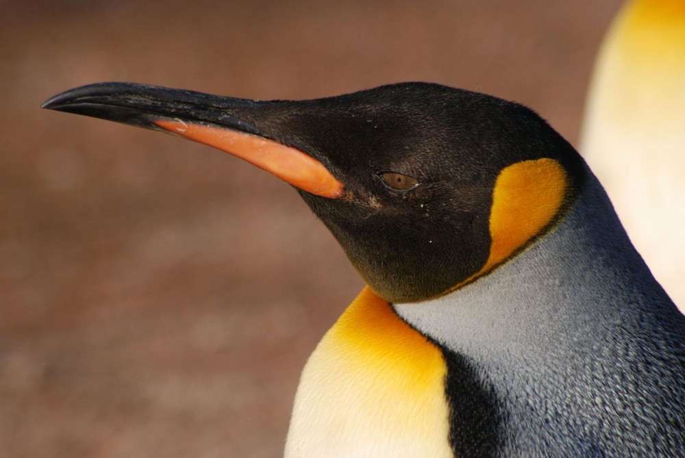 Königspinguin im Basler Zoo