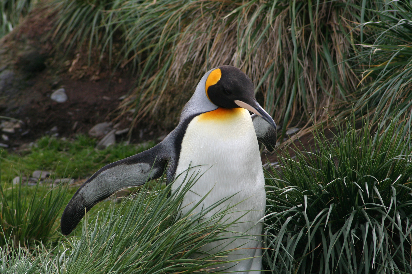 Königspinguin im Rausch...