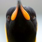 Königspinguin, King penguin, South Georgia