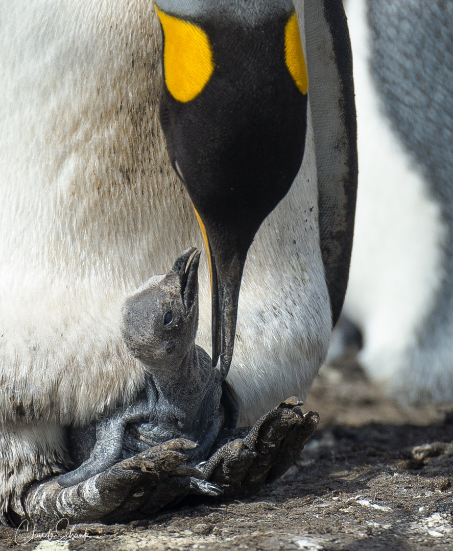 Königspinguin Küken am Volunteer Point