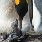 Königspinguin Küken am Volunteer Point