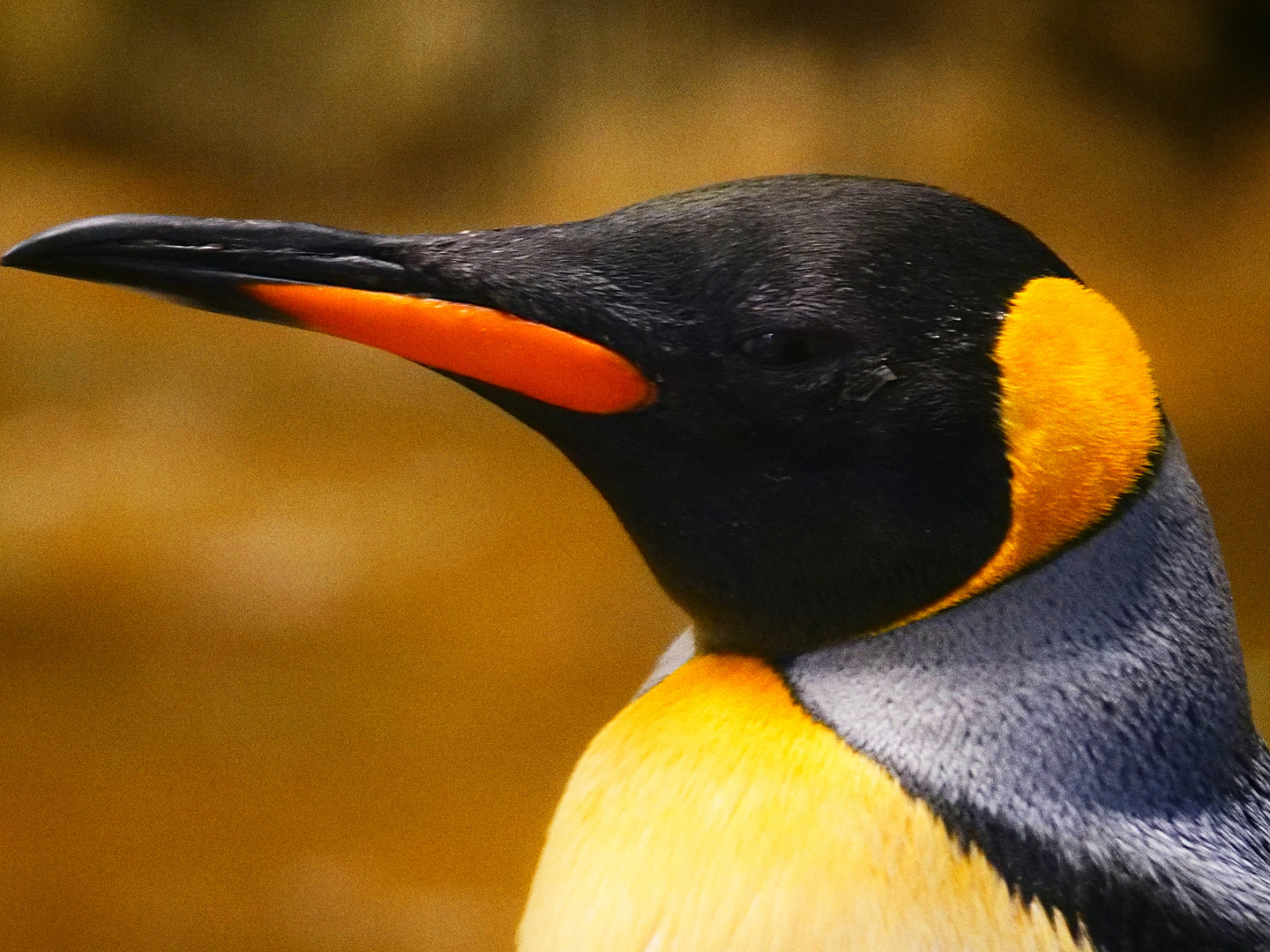 Königspinguin-Portrait