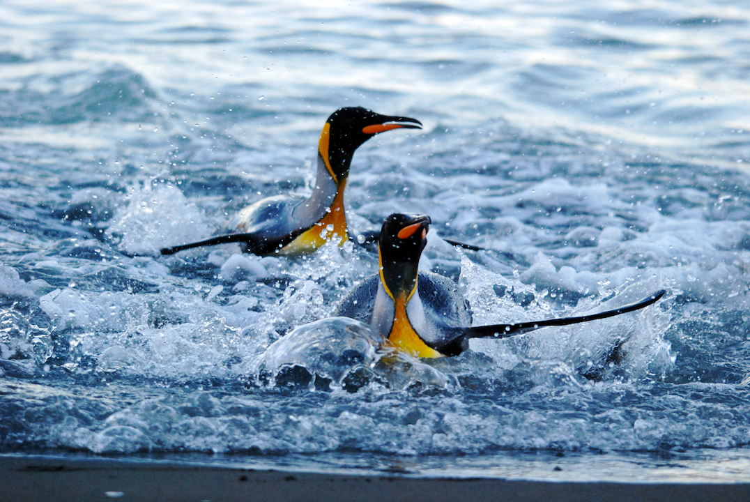 Königspinguin-Rennen am Strand