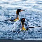 Königspinguin-Rennen am Strand