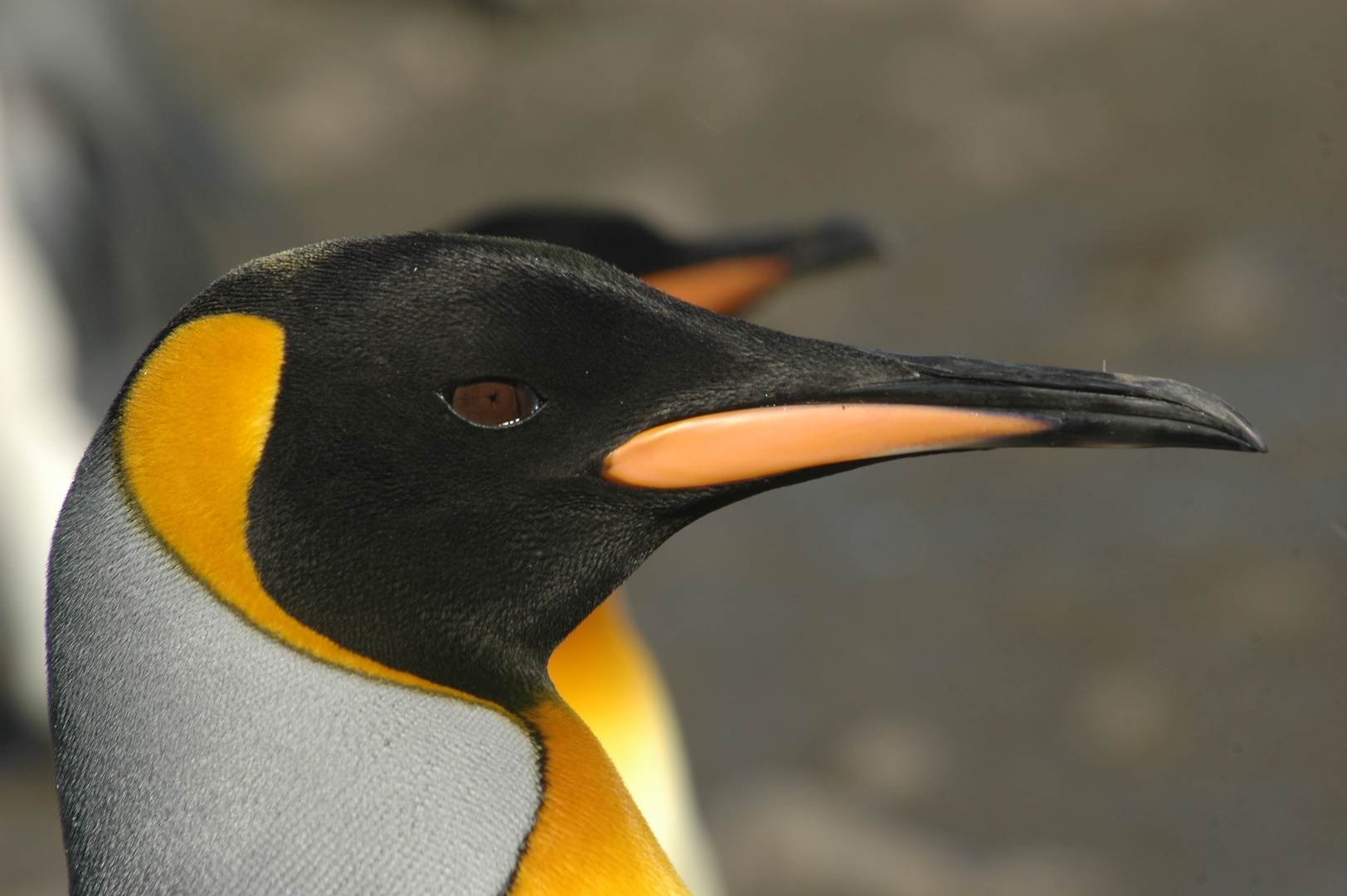 Königspinguin / Süd Georgien - Salisbury Plain