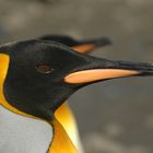 Königspinguin / Süd Georgien - Salisbury Plain