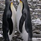 Königspinguine