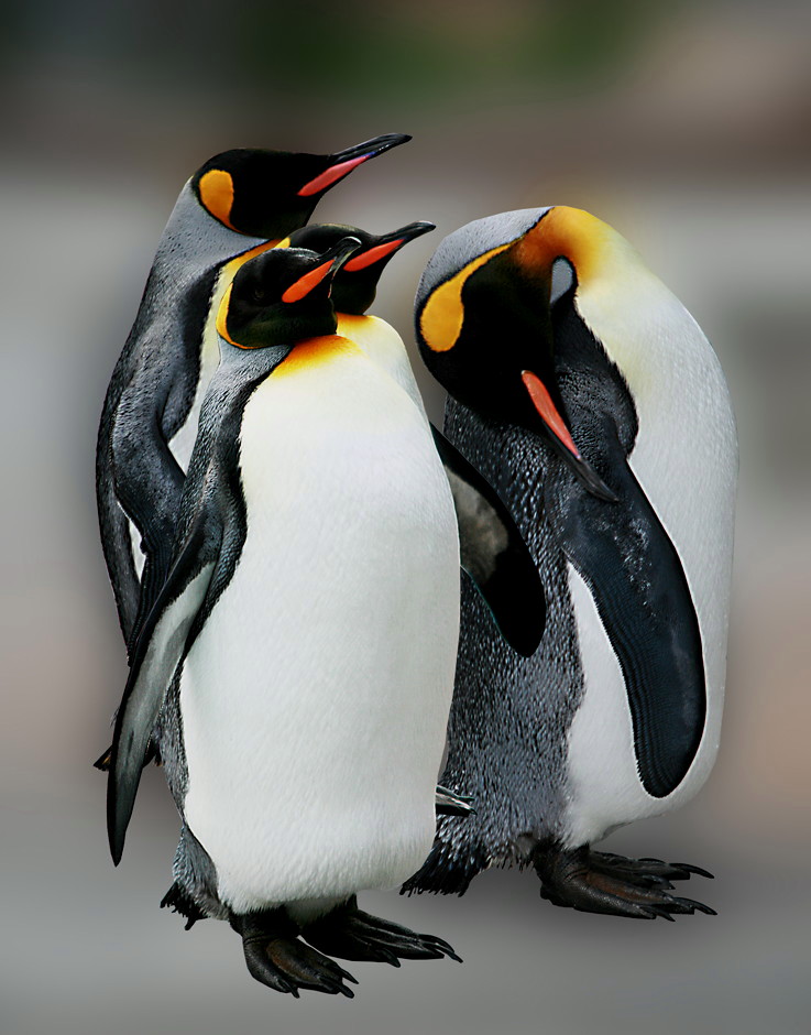 Königspinguine