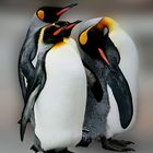 Königspinguine