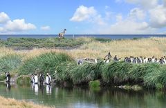 Königspinguine