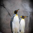 - Königspinguine -