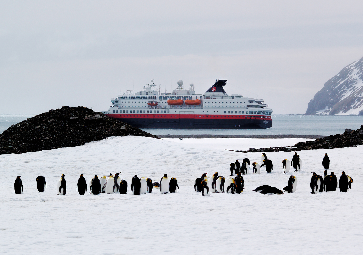 Königspinguine