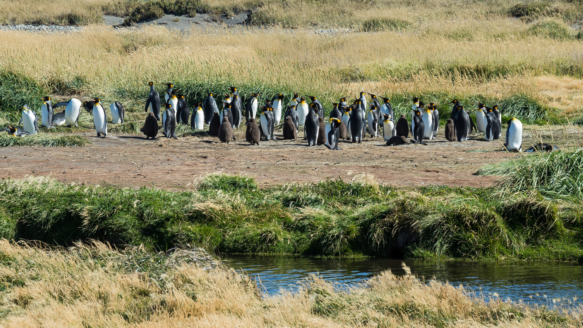 Königspinguine