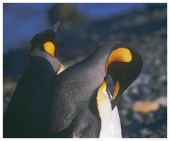 Königspinguine