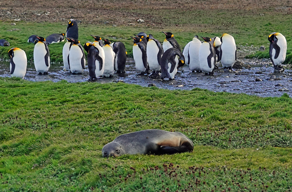 Königspinguine 