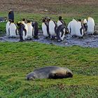 Königspinguine 